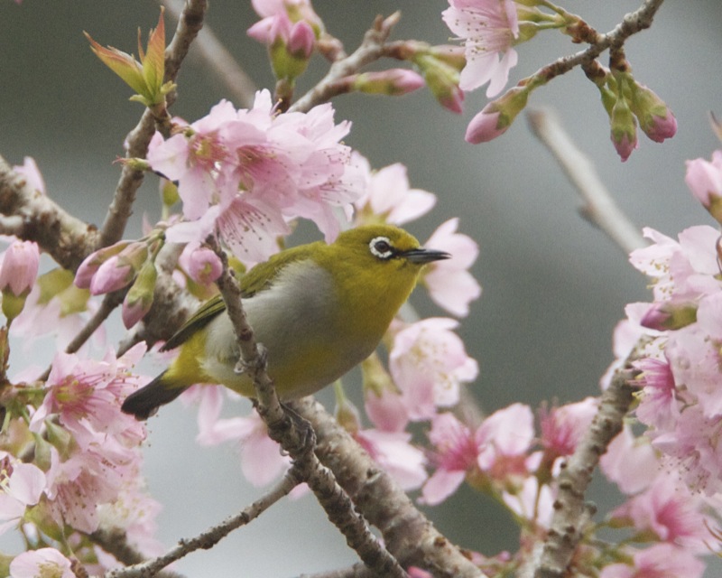 Padmaka (Prunus cerasoides)