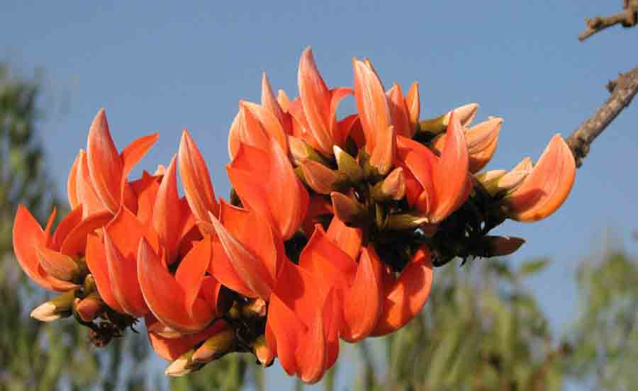 Palasha (Butea monosperma)