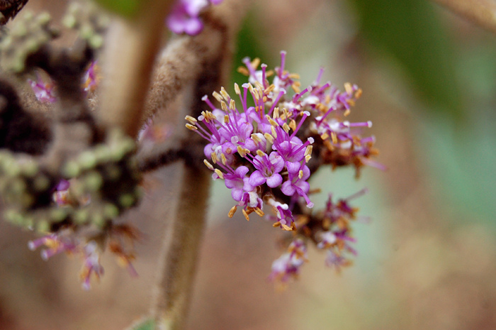 Priyangu (Callicarpa macrophylla)