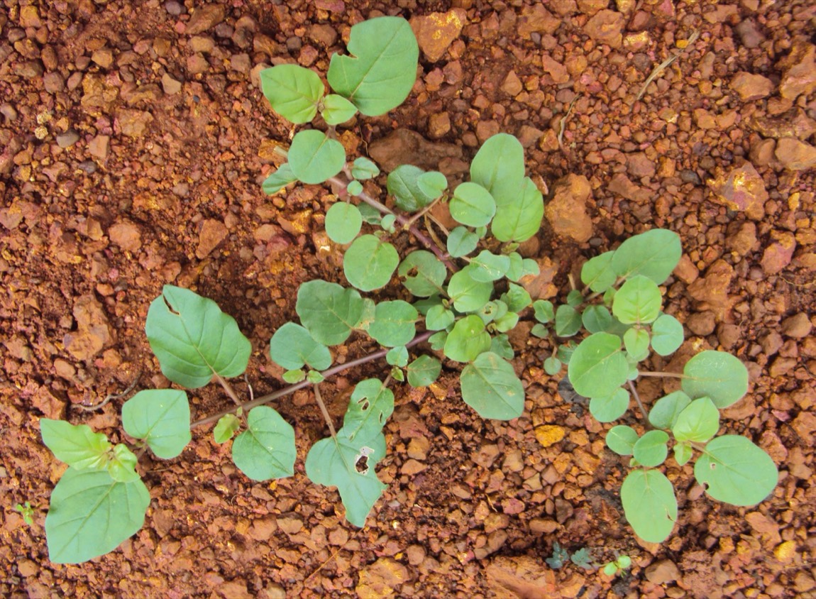 Punarnava (Boerhavia diffusa)