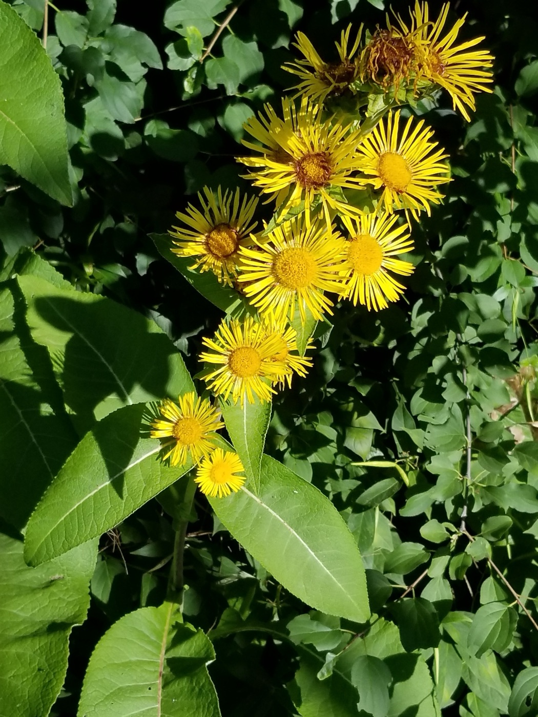 Pushkarmool (Inula racemosa)