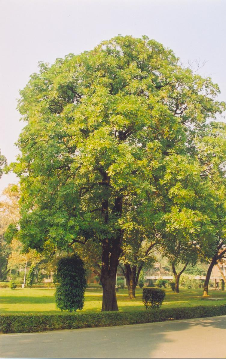 Saptaparna (Alstonia scholaris)