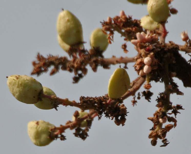 Shallaki (Boswellia serrata)