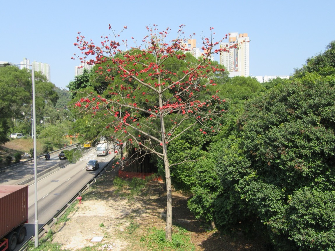 Shalmali (Bombax ceiba)