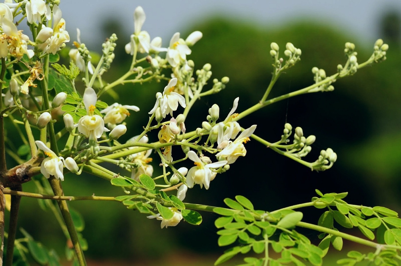 Shigru (Moringa oleifera)