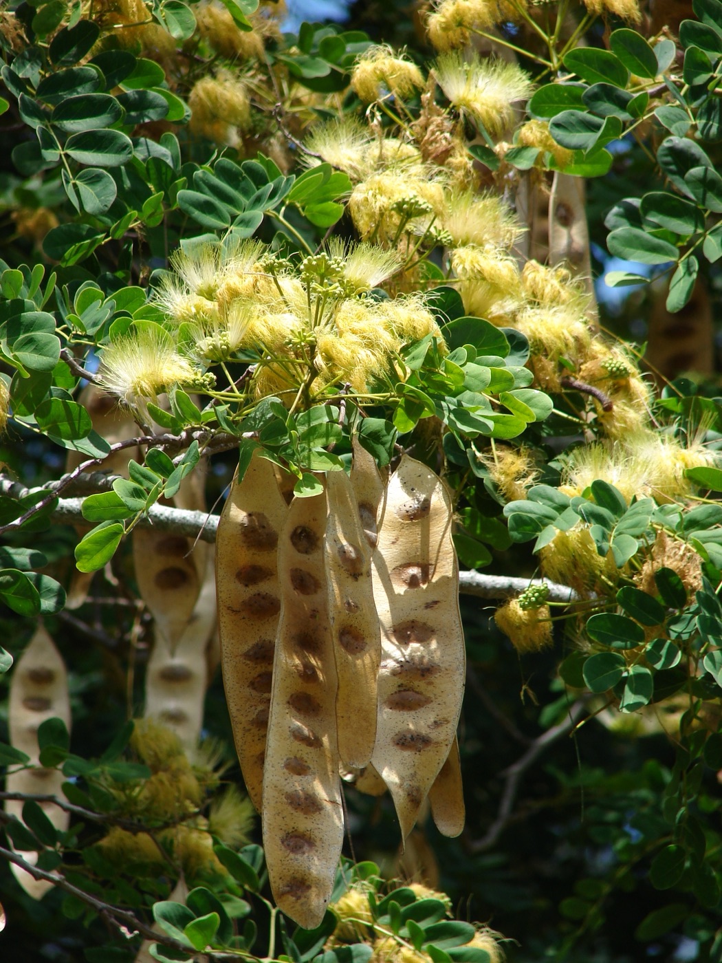Shirisha (Albizia lebbeck)