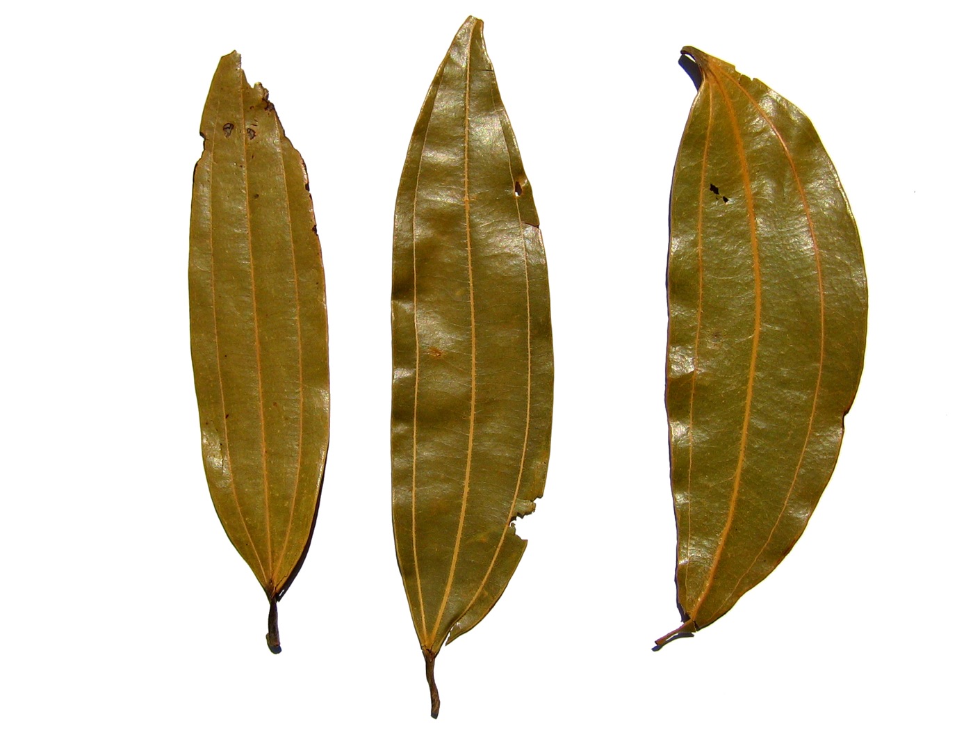 Tejpatra (Cinnamomum tamala)
