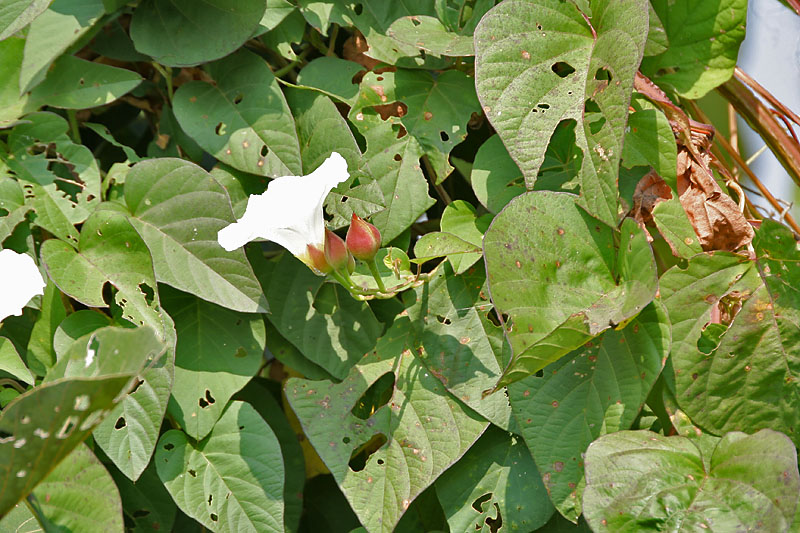 Trivrit (Operculina turpethum)