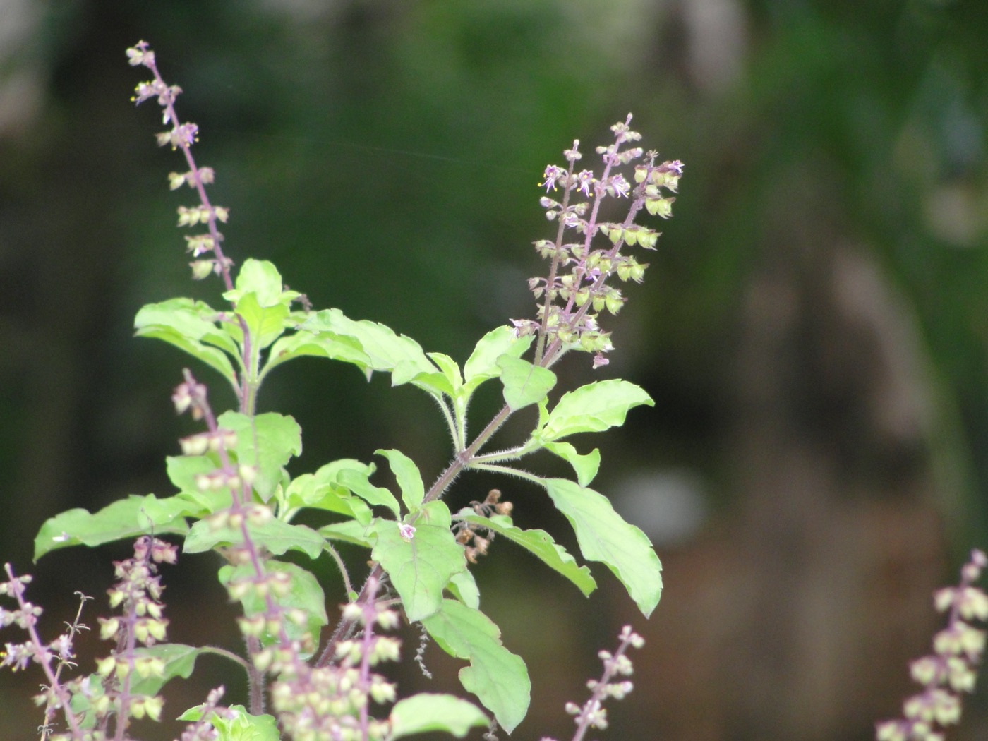 Tulsi (Ocimum tenuiflorum), holy basil, in leaf