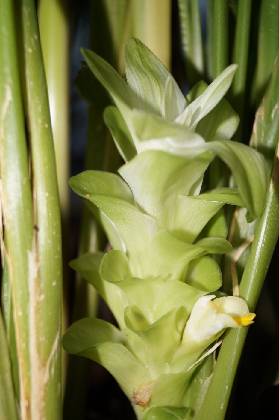 Turmeric (Curcuma longa) rhizome and powder