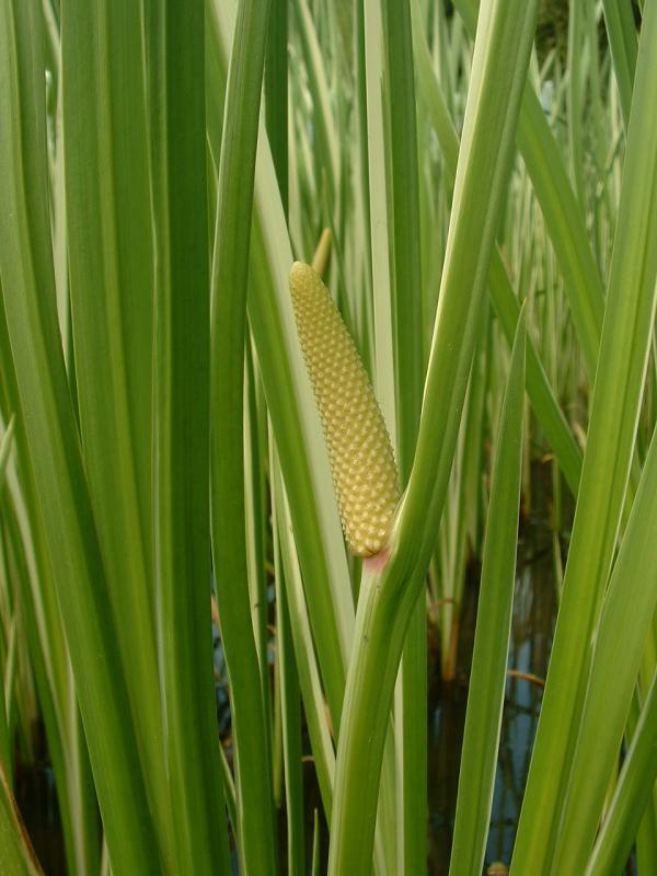 Vacha (Acorus calamus)