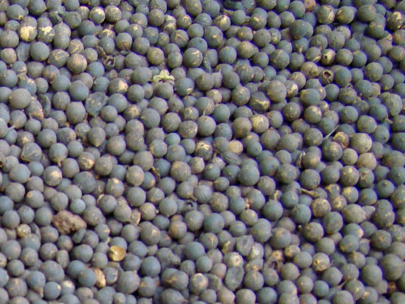 Vidanga (Embelia ribes)