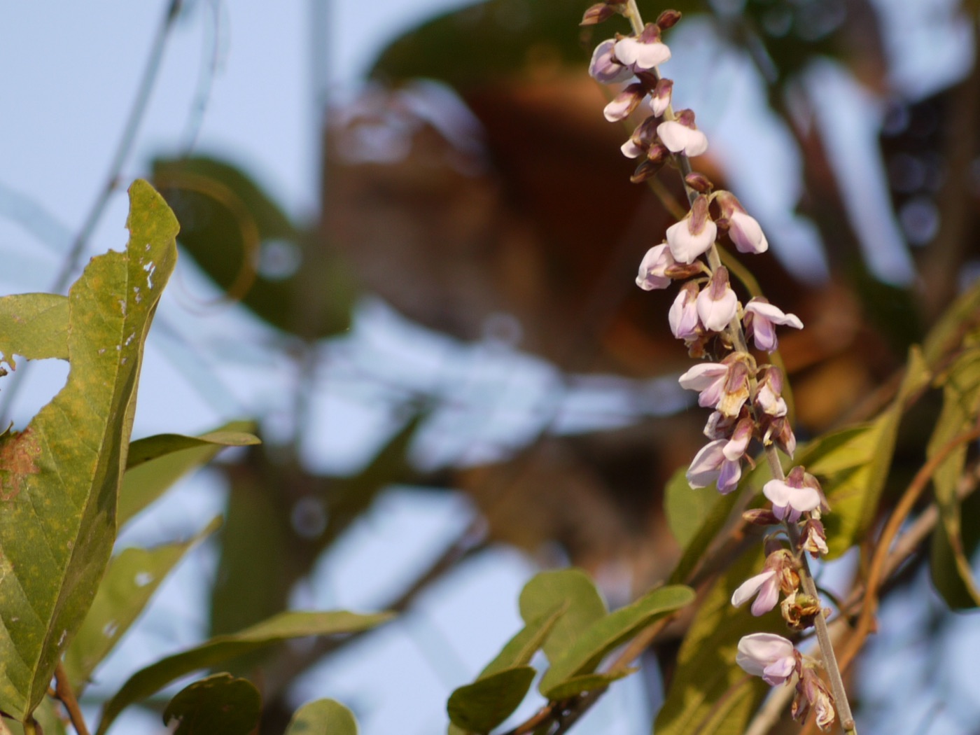 Vidari (Pueraria tuberosa)